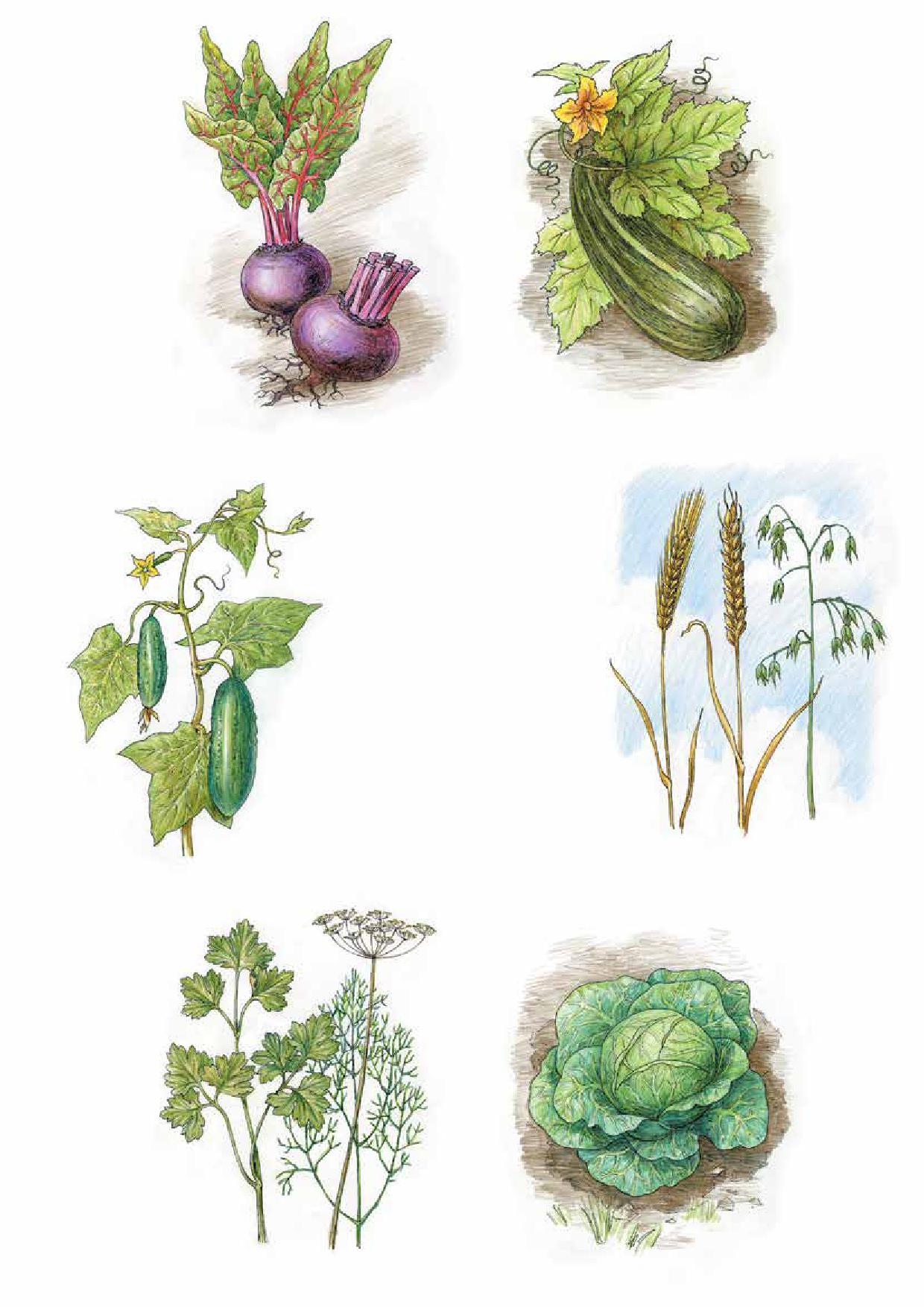 Культурные растения нарисовать. Культурное растение рисунок. Овощные культуры рисунок. Овощное растение нарисовать. Плоды растений рисунок.