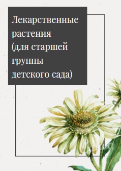 Лекарственные растения (для старшей группы детского сада)
