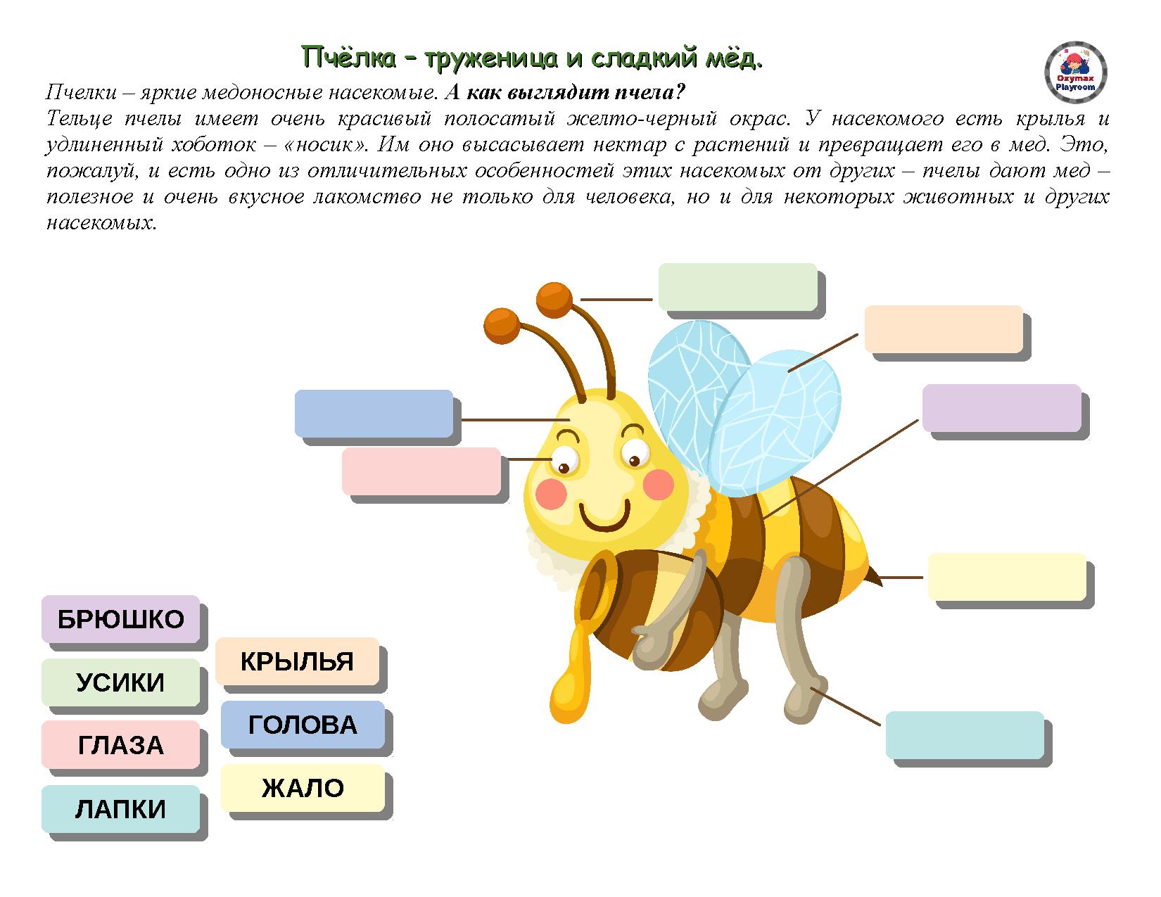 Пчела схема слова