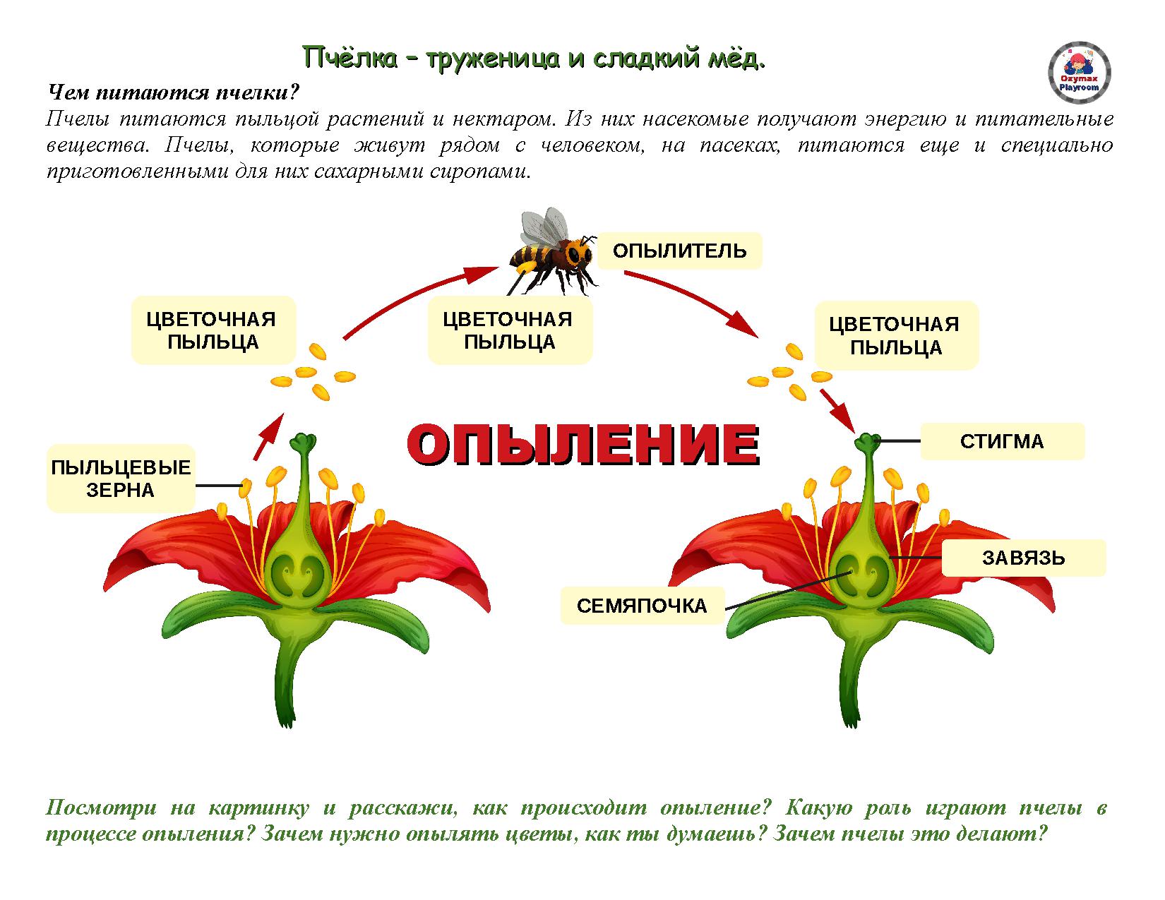 Апитерапия схема постановки пчел