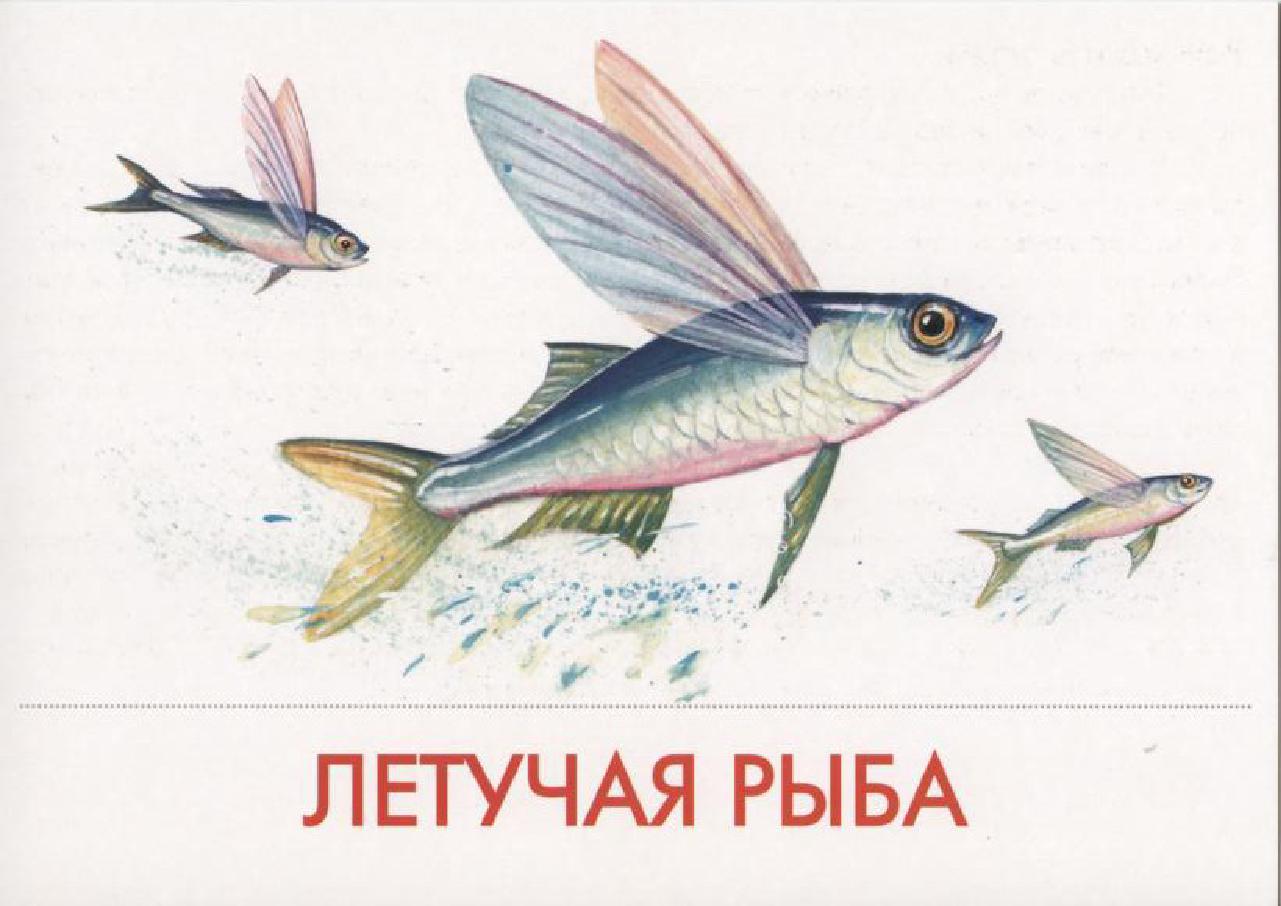 Рыбы для детей с названиями