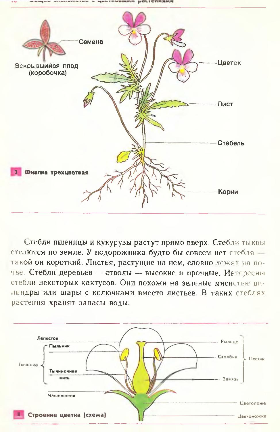 Биология. Растения, бактерии, грибы, лишайники. 6-7 класс | Дефектология  Проф