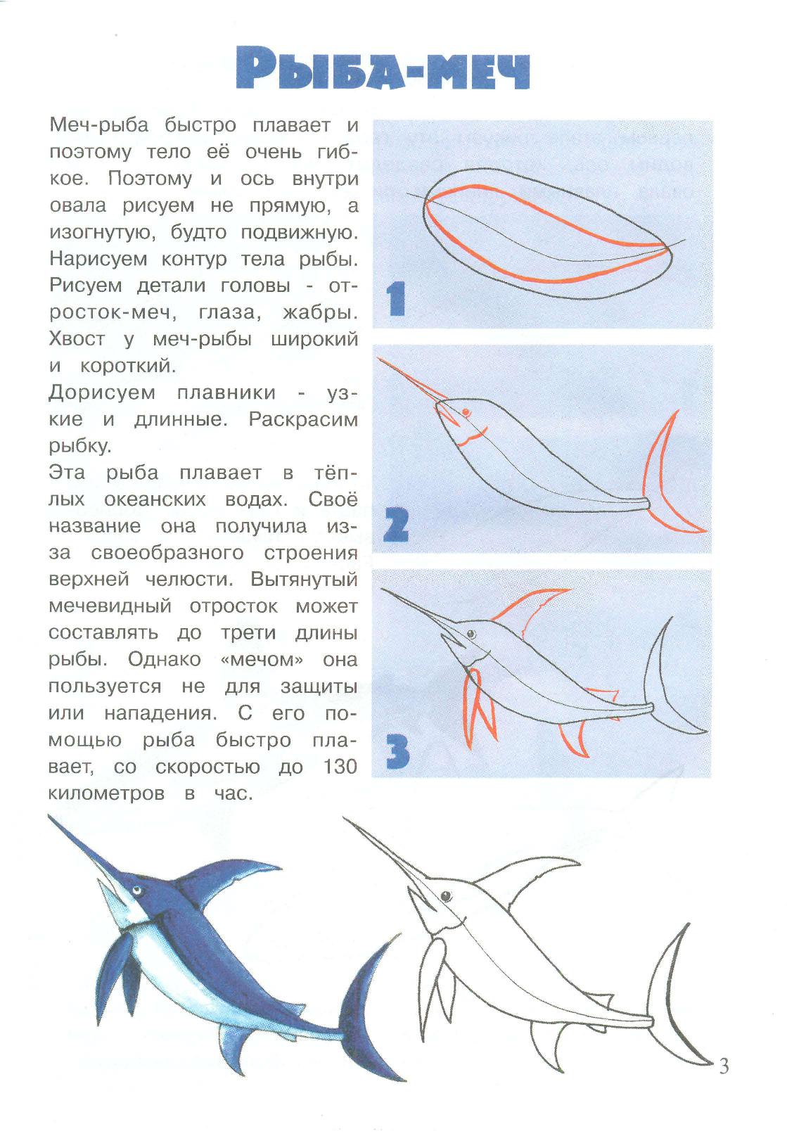 Рисунок рыбы с описанием