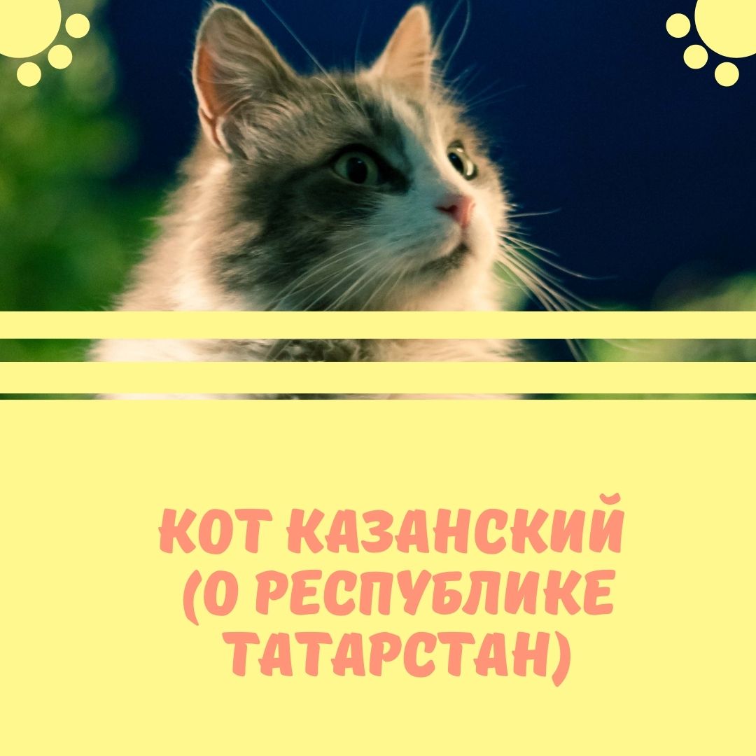Кот Казанский (о республике Татарстан)
