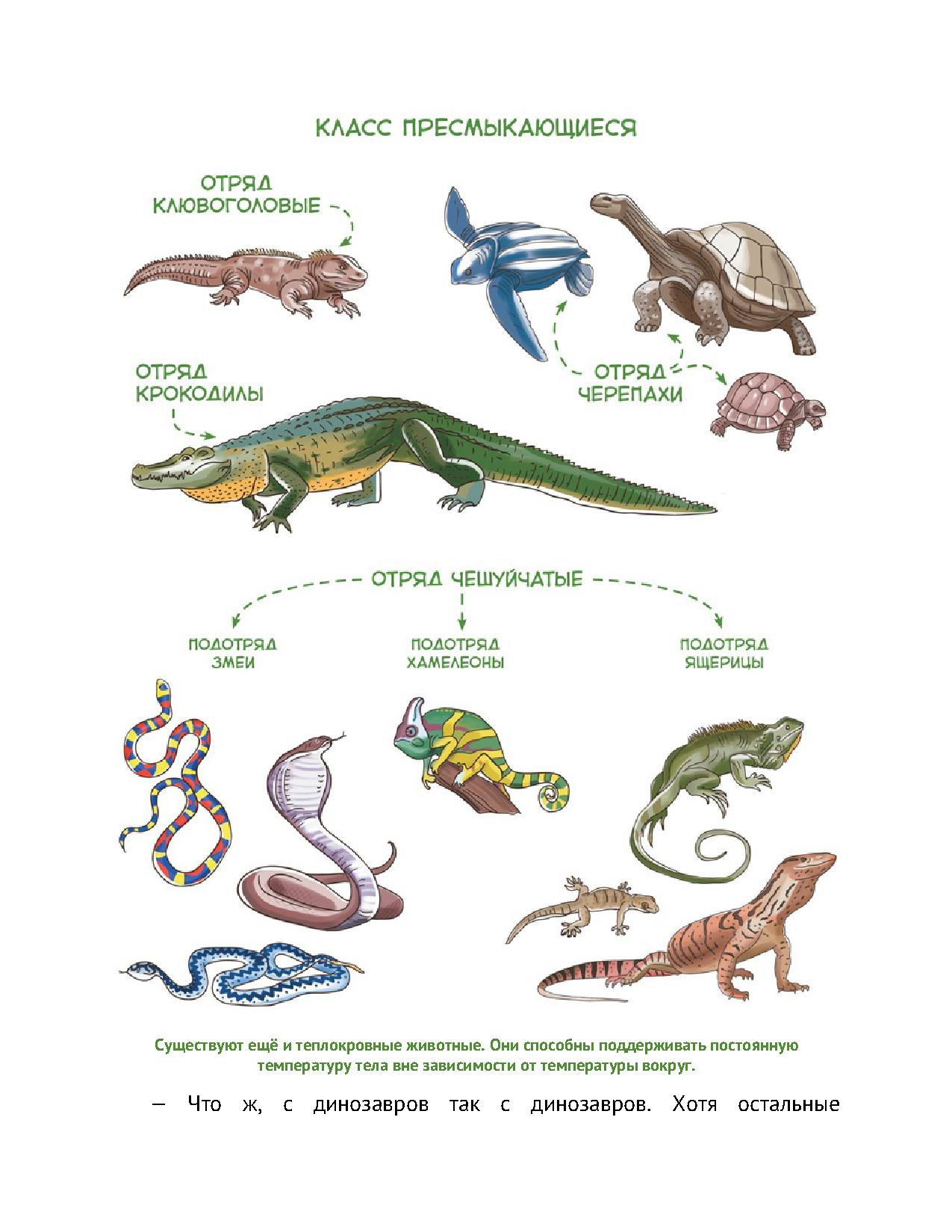 Стадия развития ящерицы. Схему разнообразия рептилий. Цикл развития пресмыкающиеся схема. Размножение пресмыкающихся рептилий. Эволюция пресмыкающихся схема.