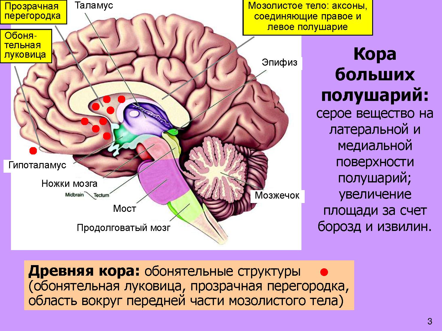 Функции мозолистого тела головного мозга человека