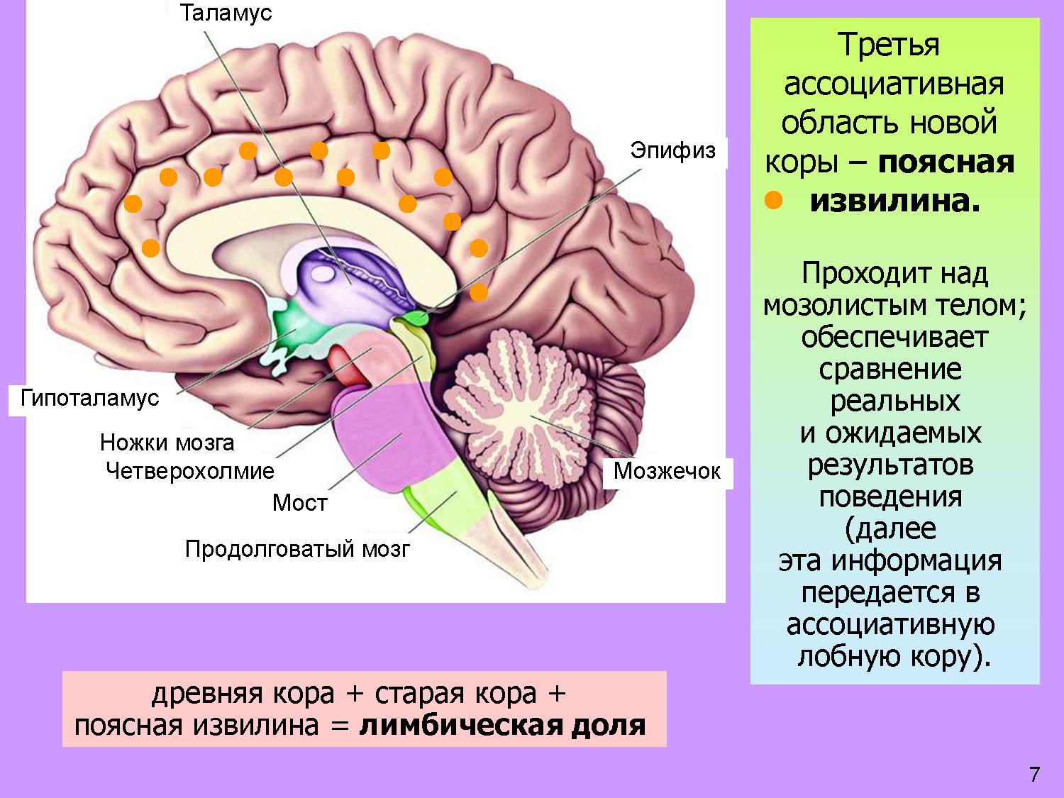 Мозжечок продолговатый мозг мост ножки мозга. Продолговатый мозг таламус гипоталамус промежуточный мозг. Средний мозг анатомия шишковидное тело. Опухоль пластинки четверохолмия среднего мозга.