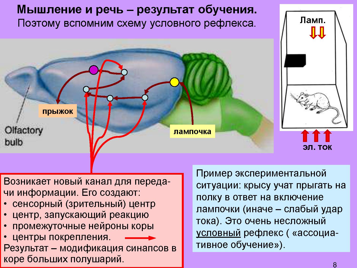 Мозги 4 ответы. Дубынин мозг и память. Дубынин мозг Общие принципы. Мозг и эмоции Дубынин презентация.