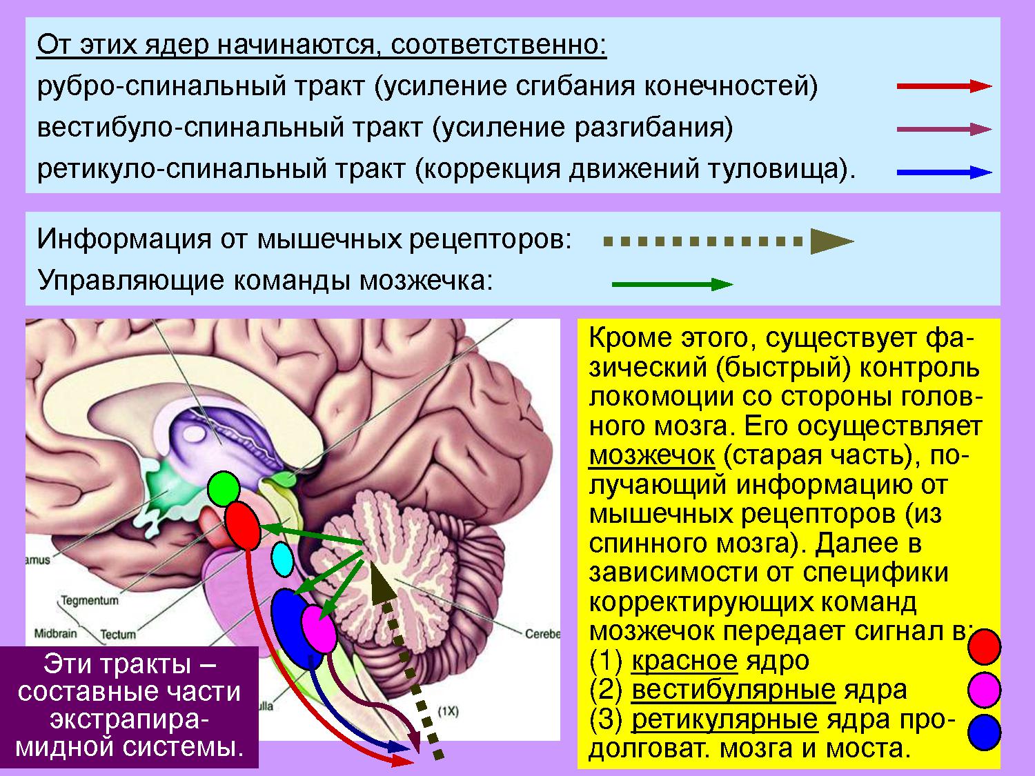 Мозжечке лежат. Двигательные рефлексы мозжечка. Мозжечок центры рефлексов. Роль мозжечка в регуляции двигательной активности. Рефлекторная функция мозжечка.