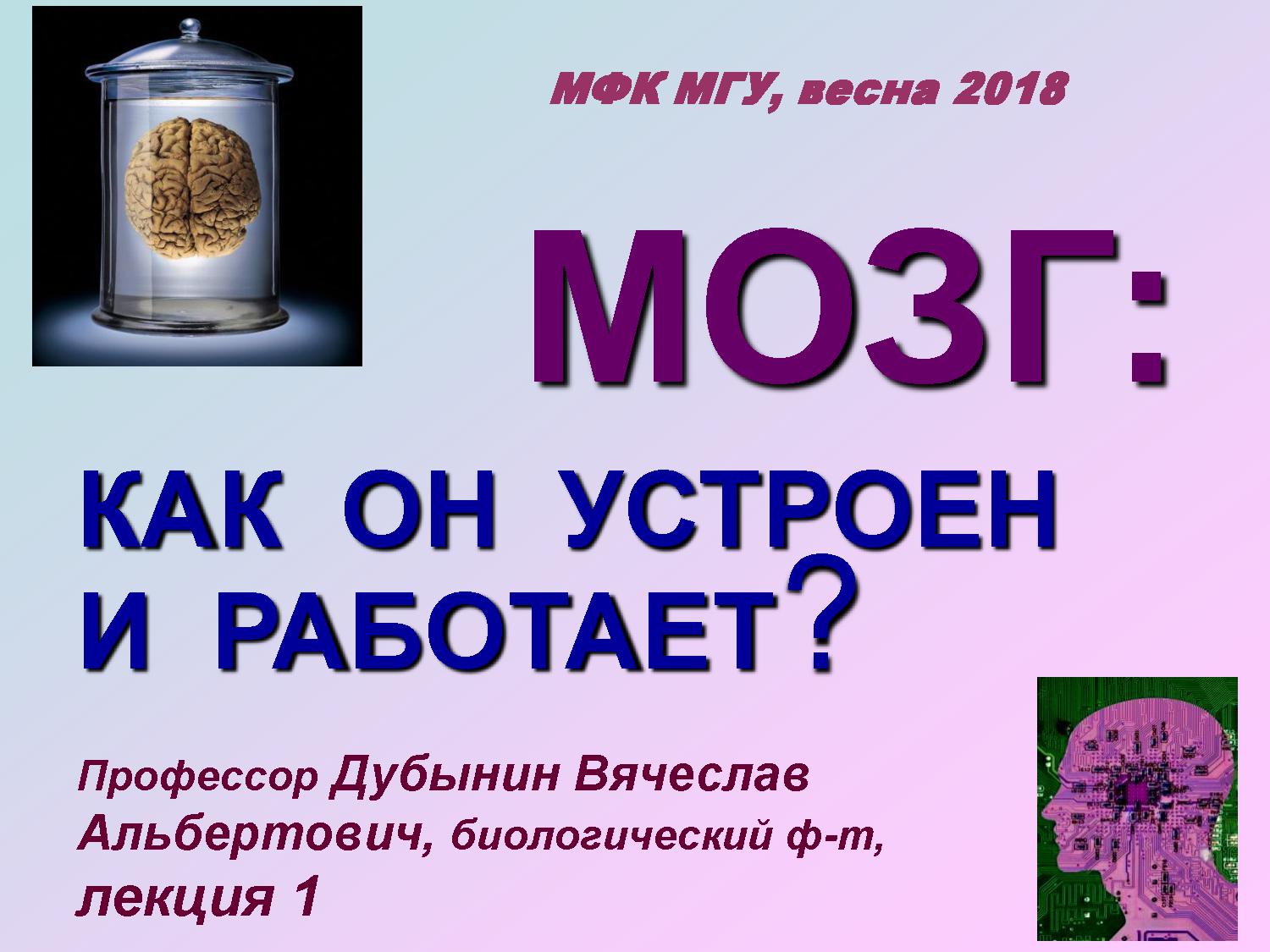 Мозг человека: развитие, зрелость, старение. Основные функции мозга, и как их изучает современная нейрофизиология