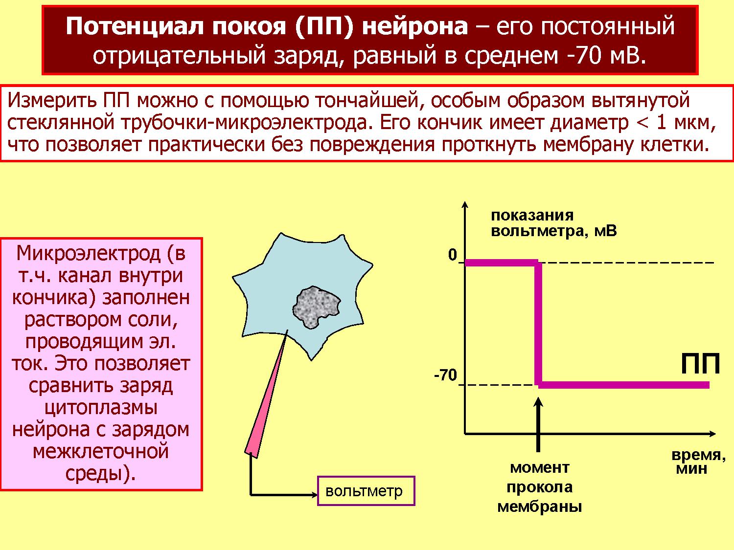 Потенциал покоя. Потенциал покоя физиология. Потенциал покоя нейрона. Потенциал покоя нервной клетки. Мембранный потенциал нейрона.