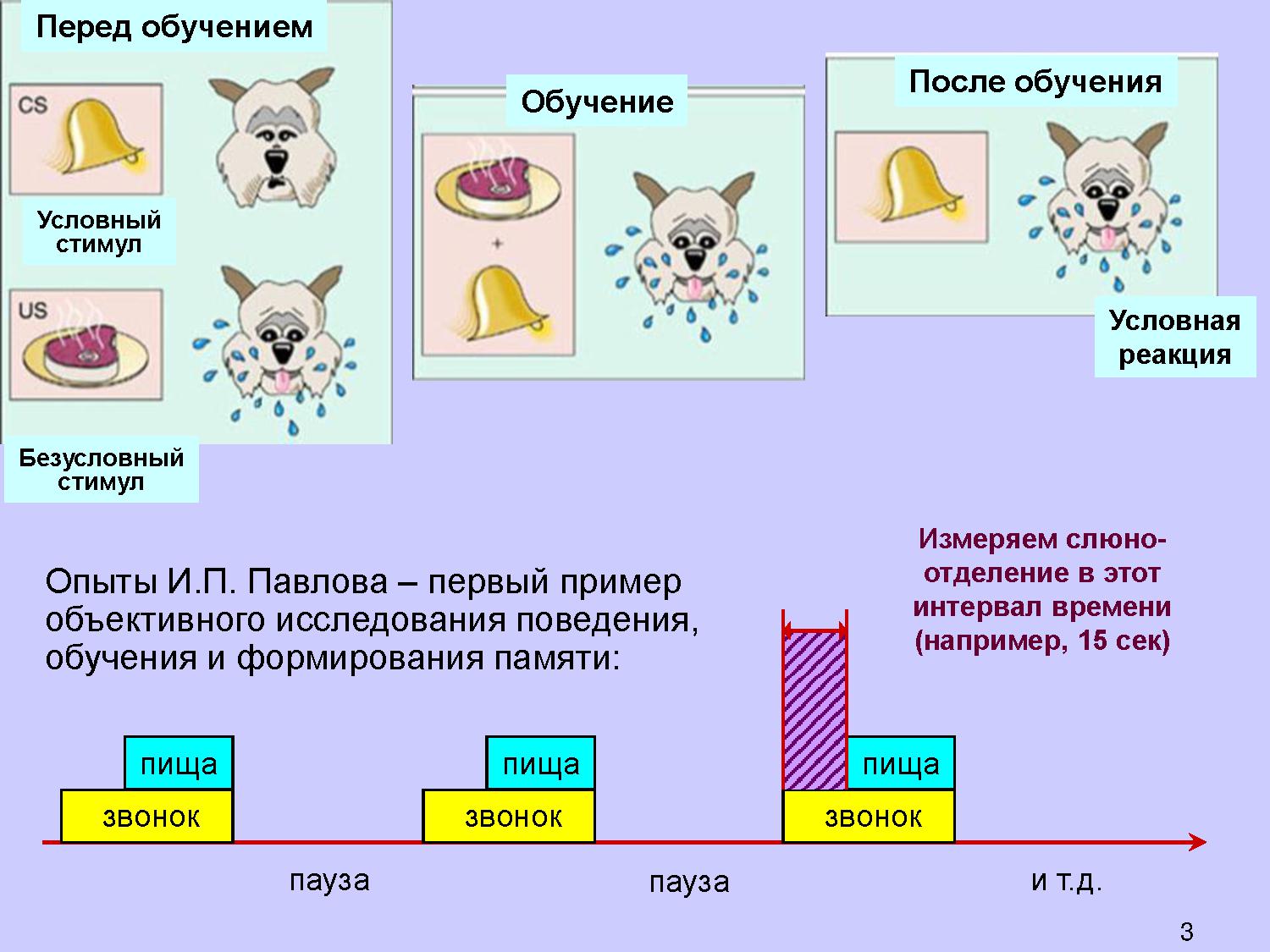 Условный стимул. Условный стимул пример. Условный стимул примеры у человека. И. П. Павловым («стимул-реакция»),.