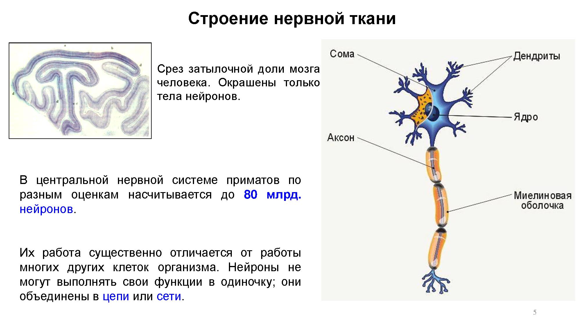 Структурно функциональные элементы ткани