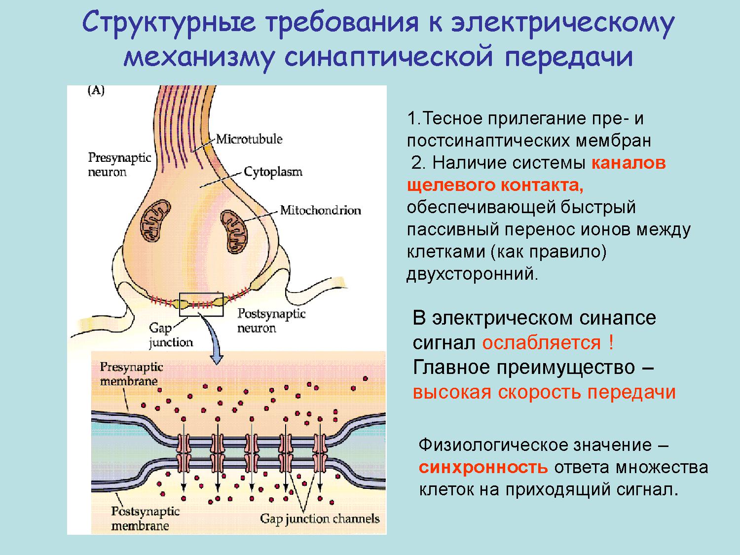 Синапсы синаптическая передача