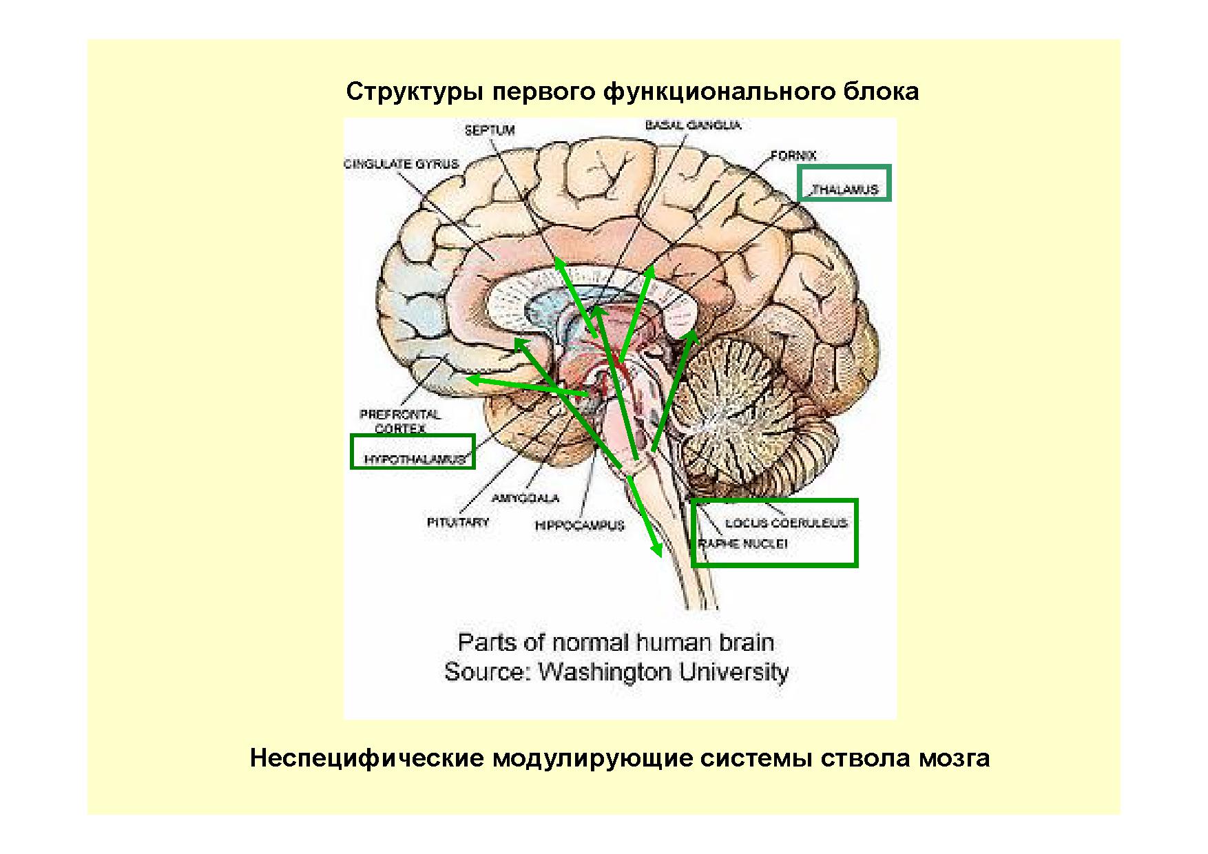 Особенности головного мозга