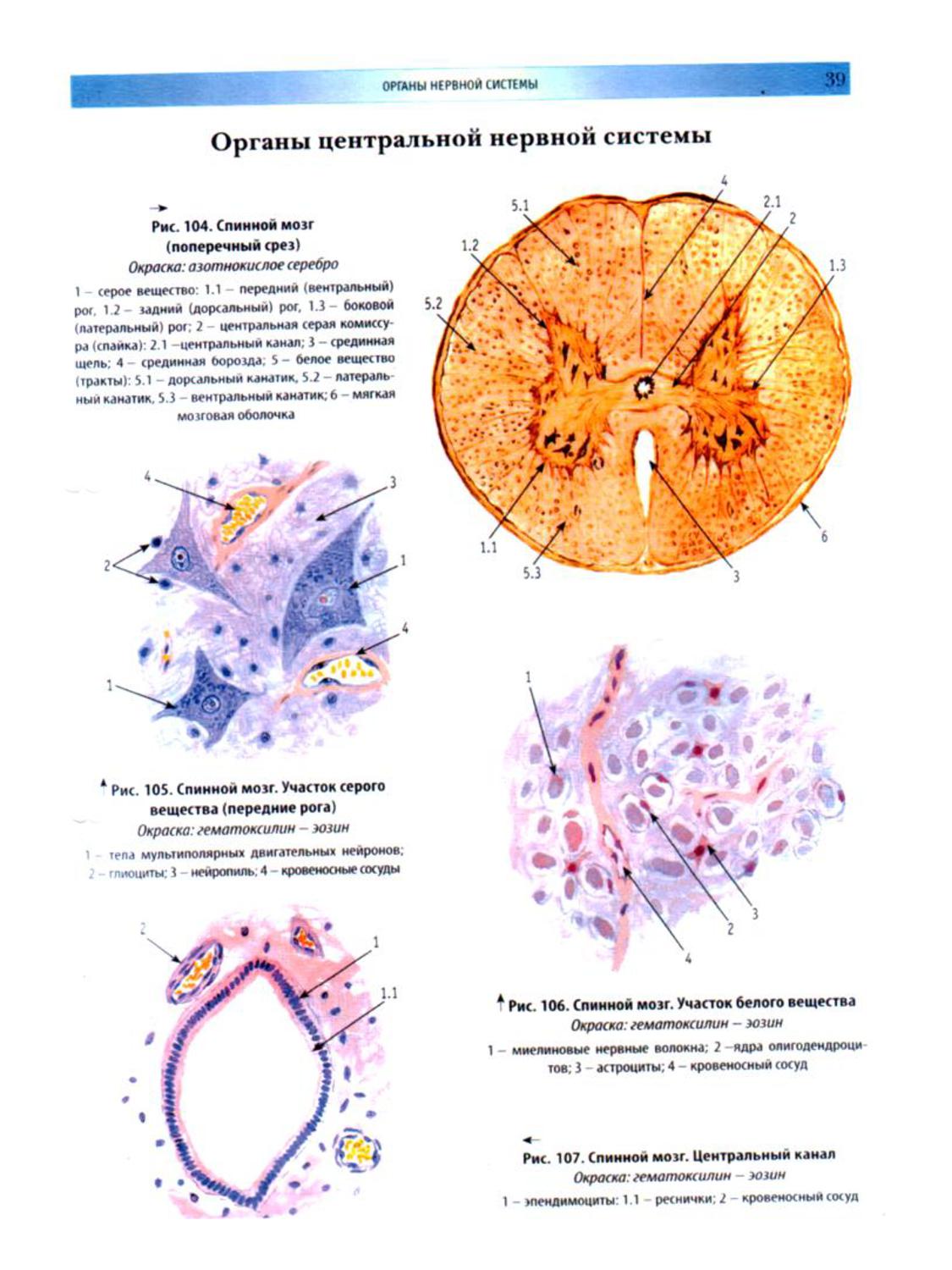 Мозг гистология. Быков Юшканцева гистология атлас. Спинной мозг гистология Быков. Спинной мозг гистология атлас. Гистологические препараты Юшканцева.