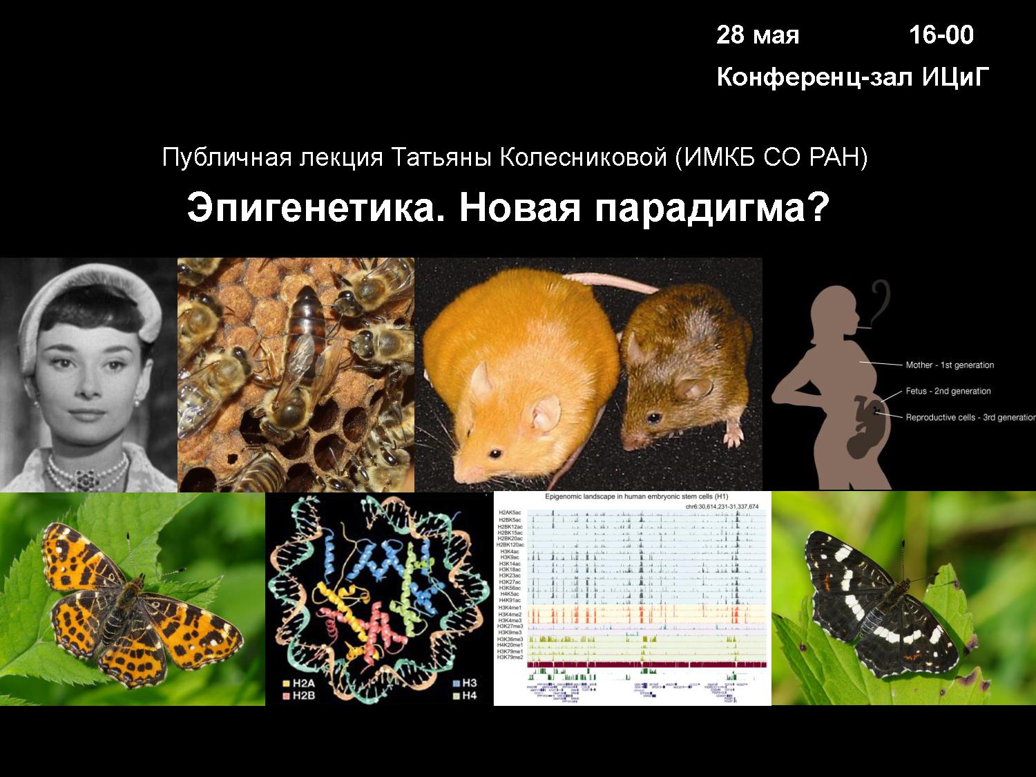 Эпигенетика. Генетика и эпигенетика. Эпигенетика презентация. Эпигеном человека.