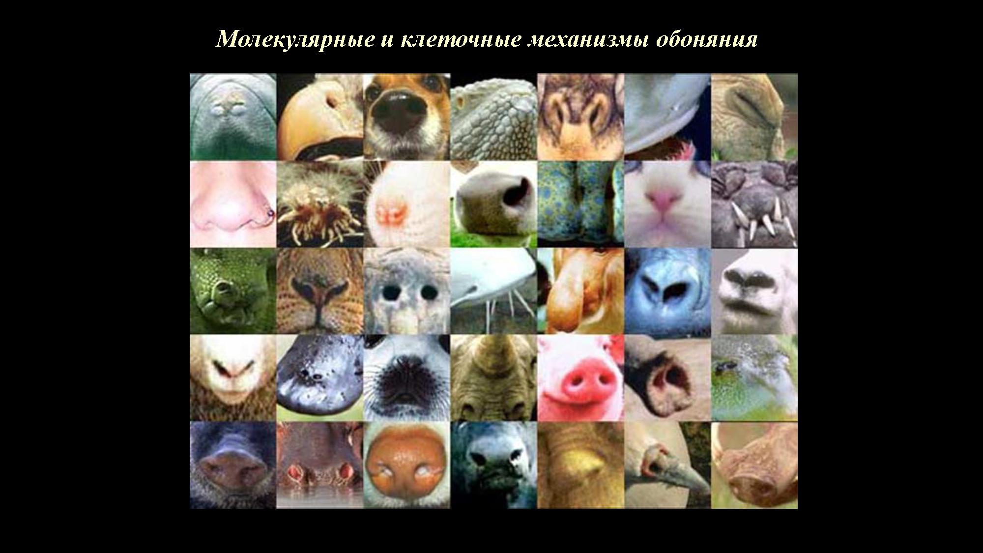 Молекулярные и клеточные механизмы обоняния