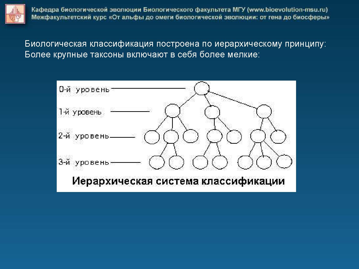 Иерархичность развития