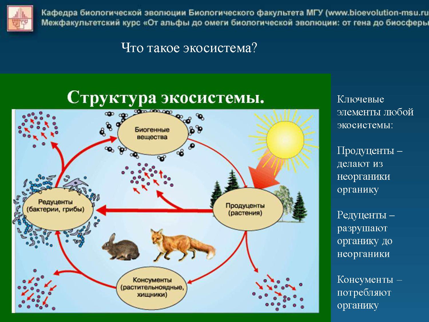 Экосистема биогеоценоз структура экосистемы