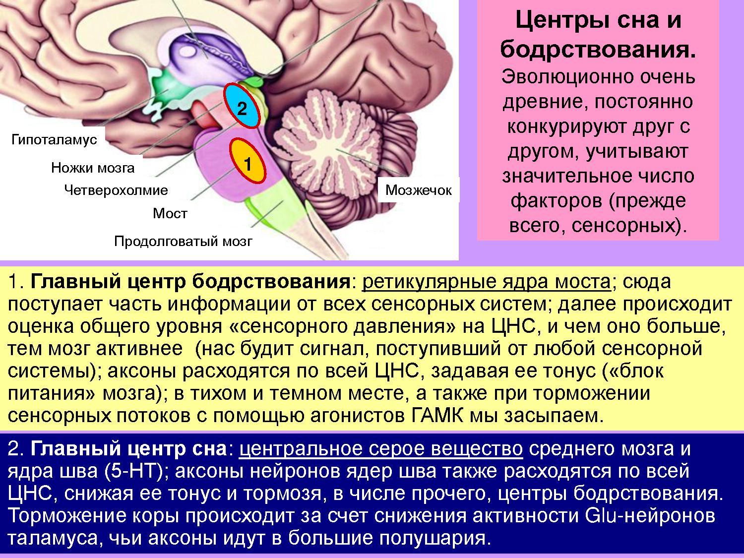 Функции моста и среднего мозга. Гипоталамус сон и бодрствование. Бодрствовани" гипоталамус ядра. Функции гипоталамуса головного мозга. Центры сна и бодрствования.