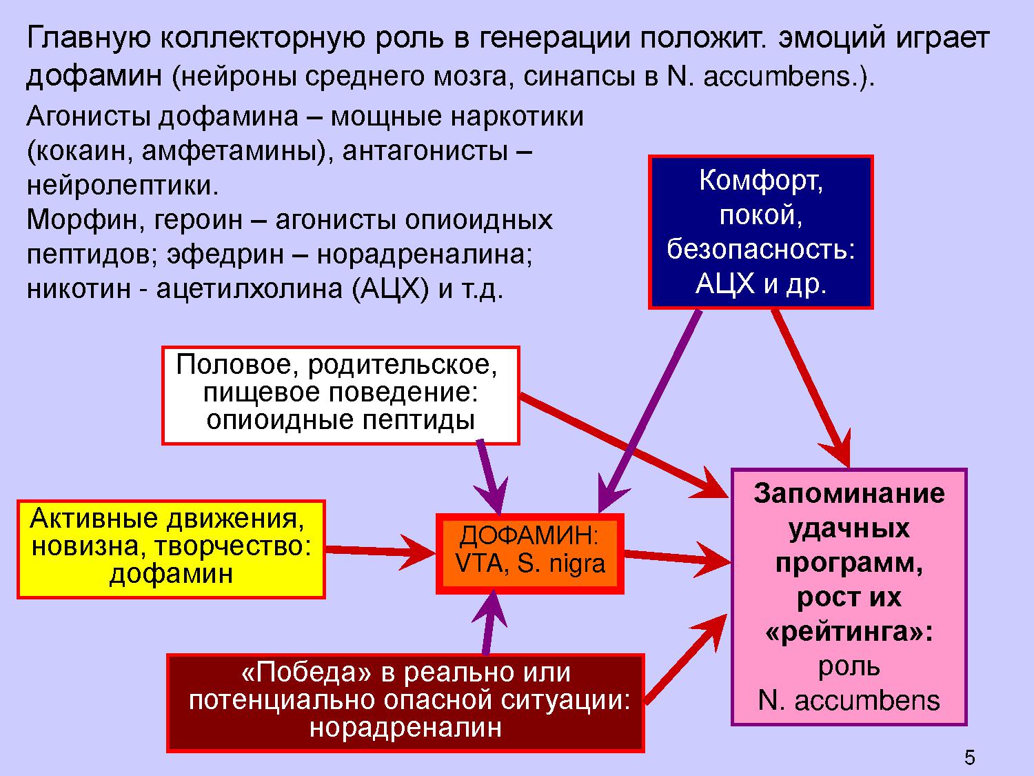 Мозг: медиаторы потребностей (введение в нейрохимию и нейрофармакологию) |  Дефектология Проф