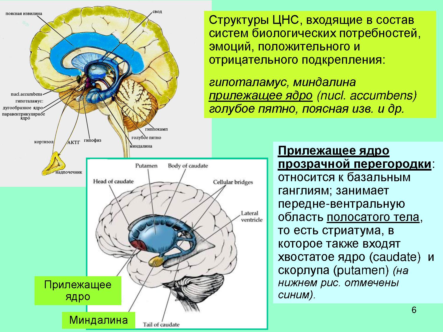 Самое стабильное ядро. Прилежащее ядро головного мозга. Прилежащее ядро прозрачной перегородки. Хвостатое ядро мозга строение. Функции хвостатого ядра головного мозга.