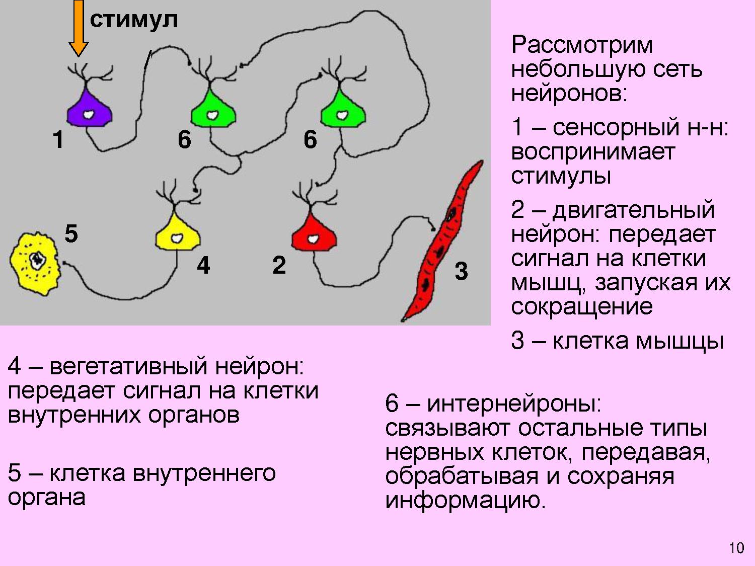 Вегетативные нейроны. Передача сигнала нейронами. Как Нейрон передает сигнал. Как передаются сигналы между нейронами. Вегетативные Нейроны воспринимают внешние стимулы.