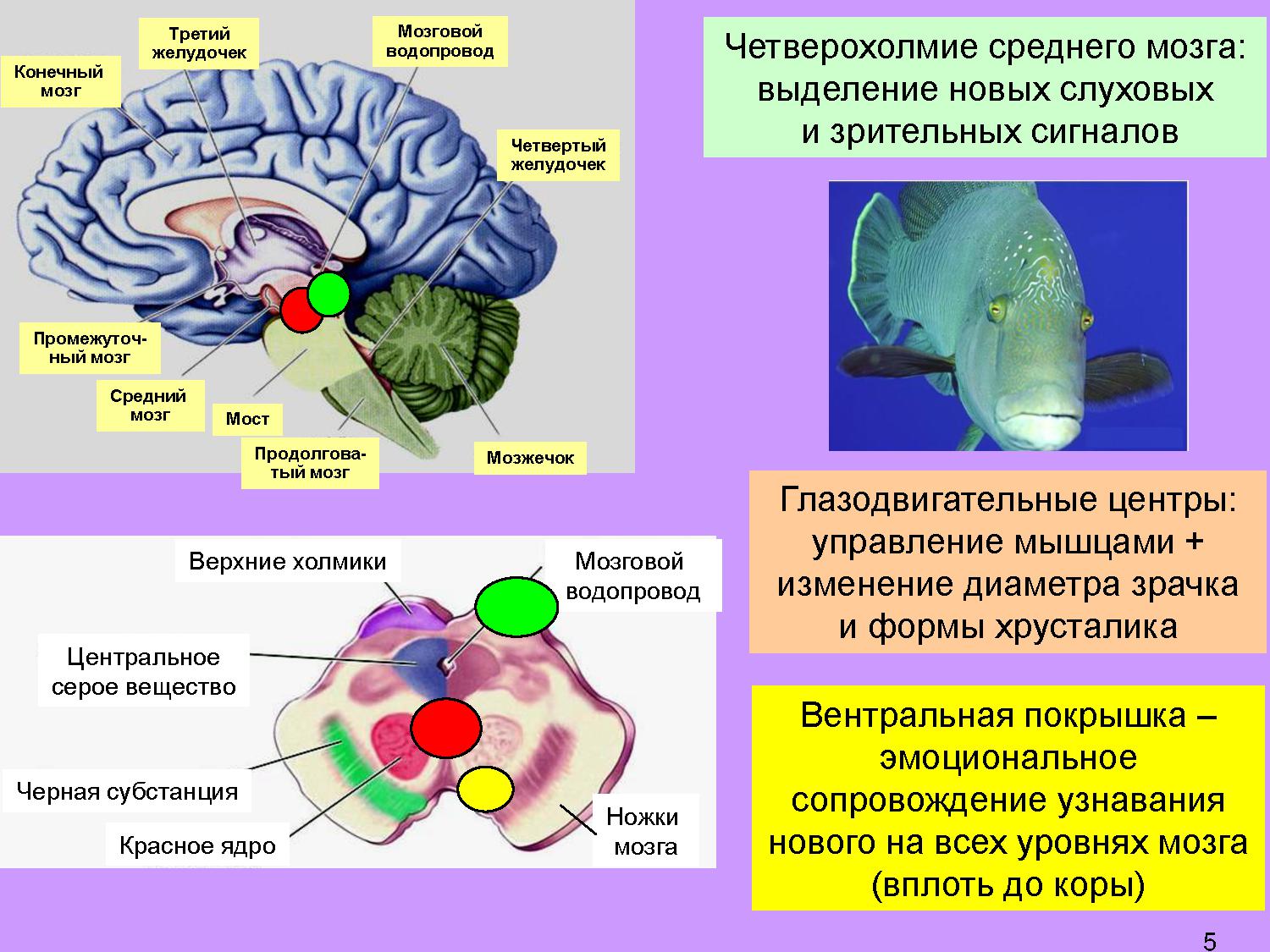 Функции среднего головного мозга человека. Четверохолмие мозга. Четверохолмия среднего могза. Ручки холмиков среднего мозга. Средний мозг пластинка четверохолмия.