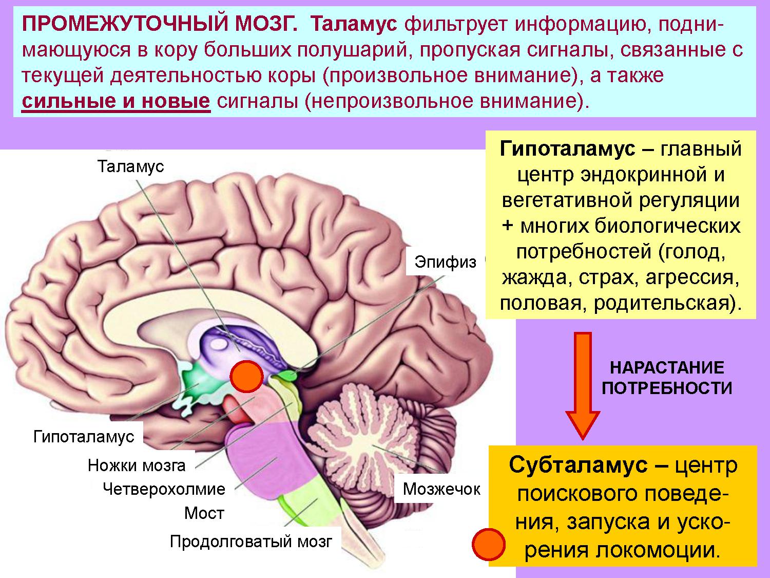 Промежуточный мозг располагается в. Эпиталамус и субталамус. Промежуточный мозг строение. Промежуточный мозг схема. Функции промежуточного мозга.