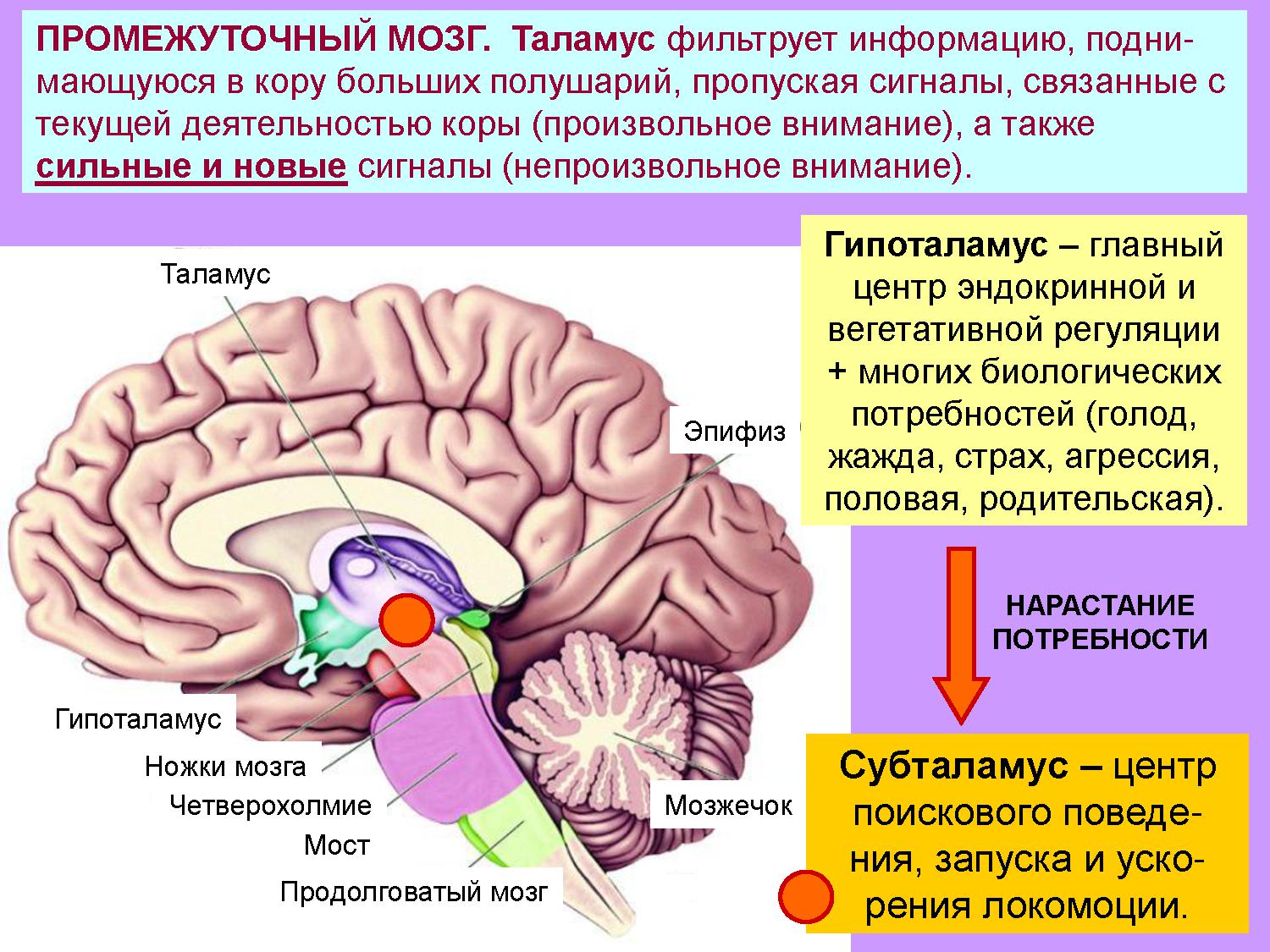 Мозг регулирует