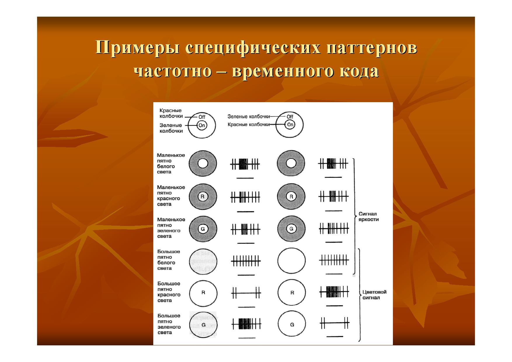 Механизмы функционирования реальных нейронных сетей головного мозга  млекопитающих и когнитивные функции | Дефектология Проф