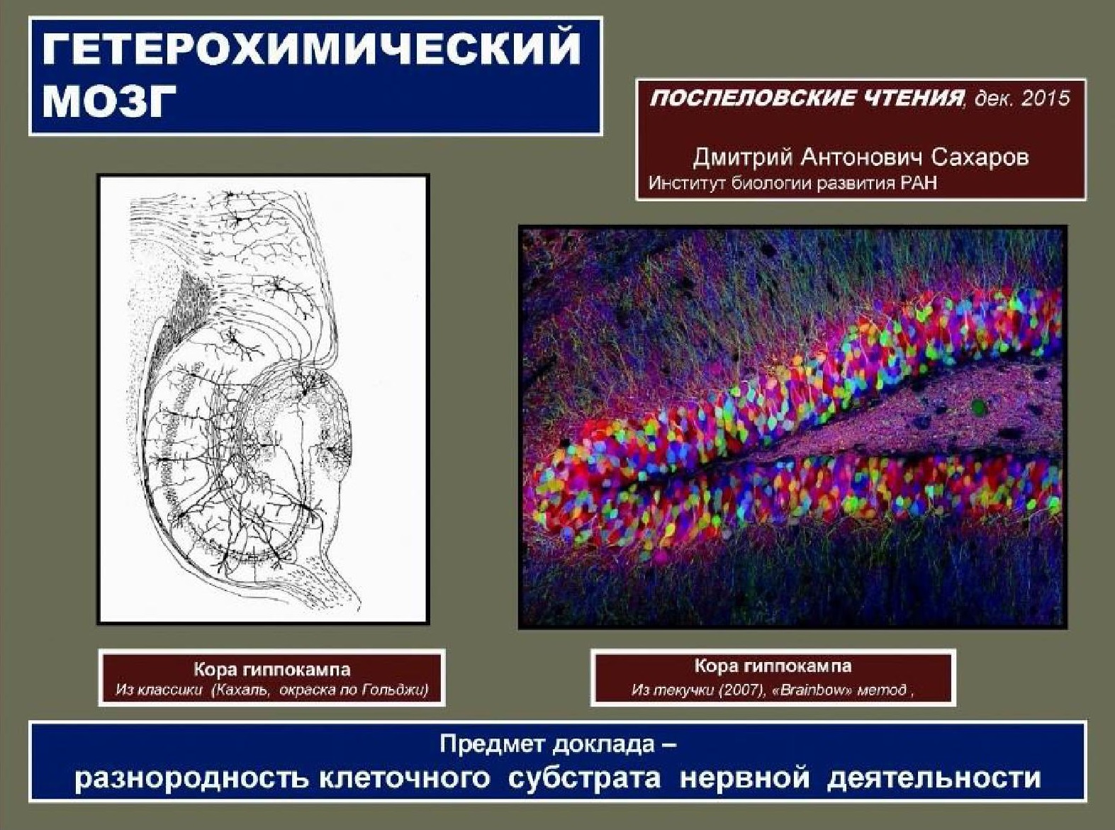 Гетерохимический мозг