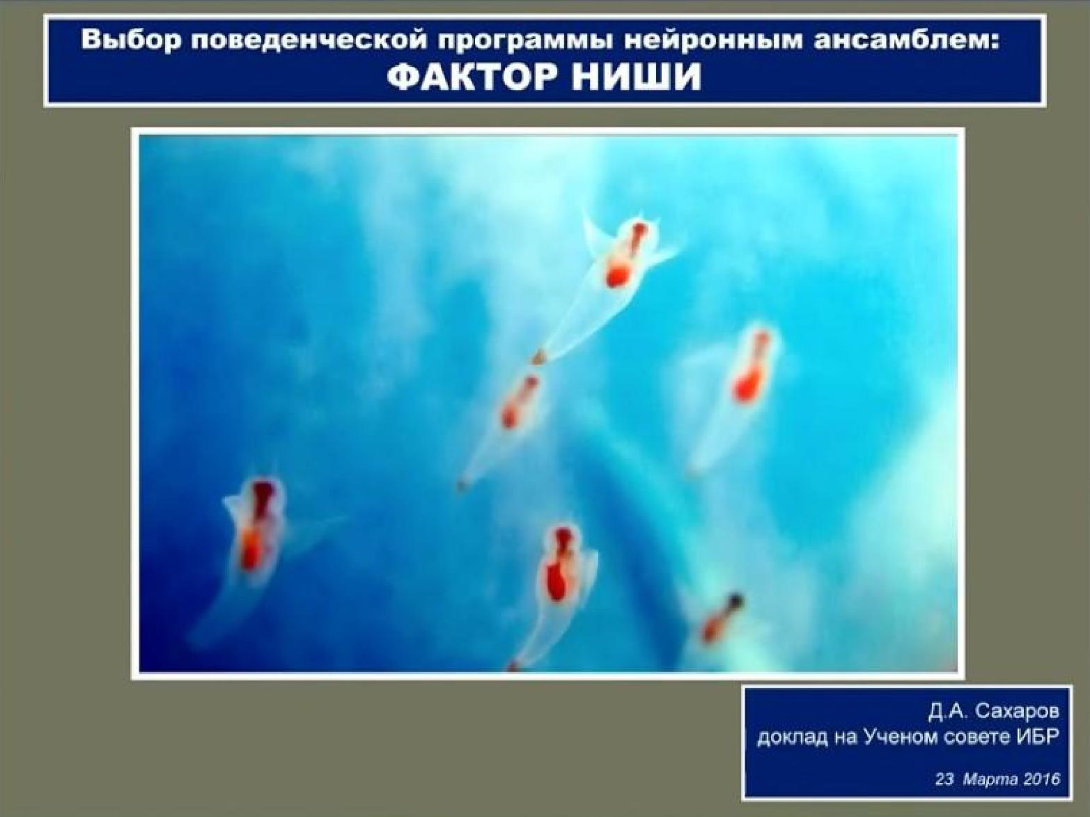 Выбор поведенческой программы нейронным ансамблем