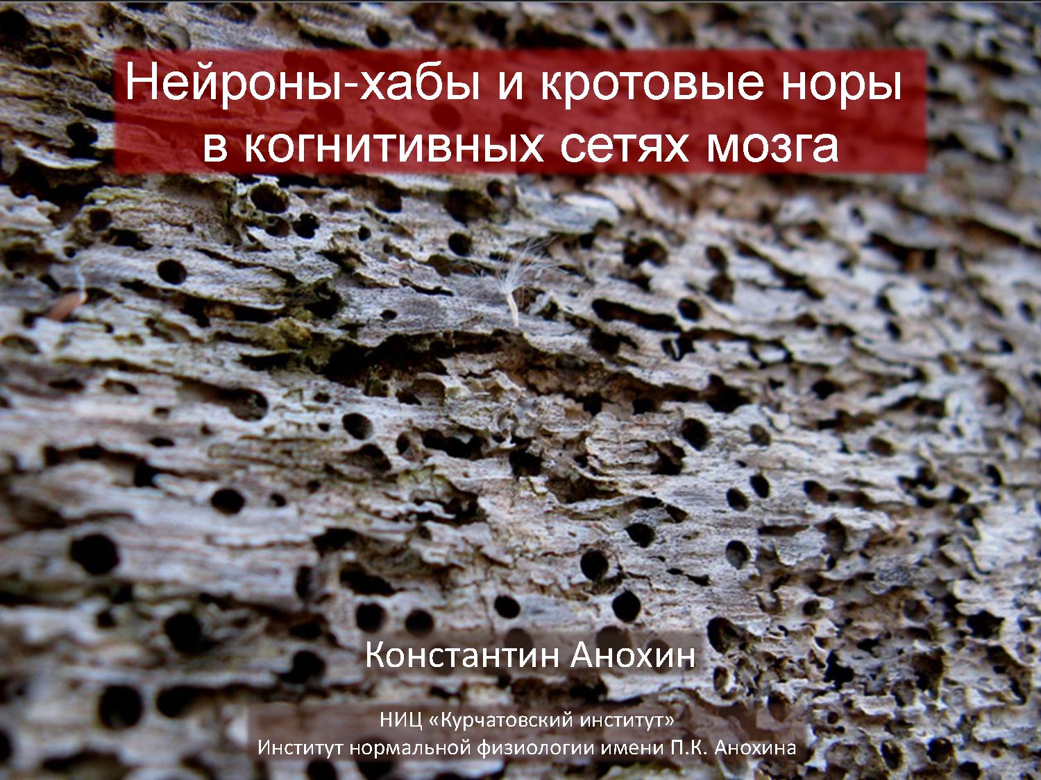 Нейроны-хабы и кротовые норы в когнитивных сетях мозга