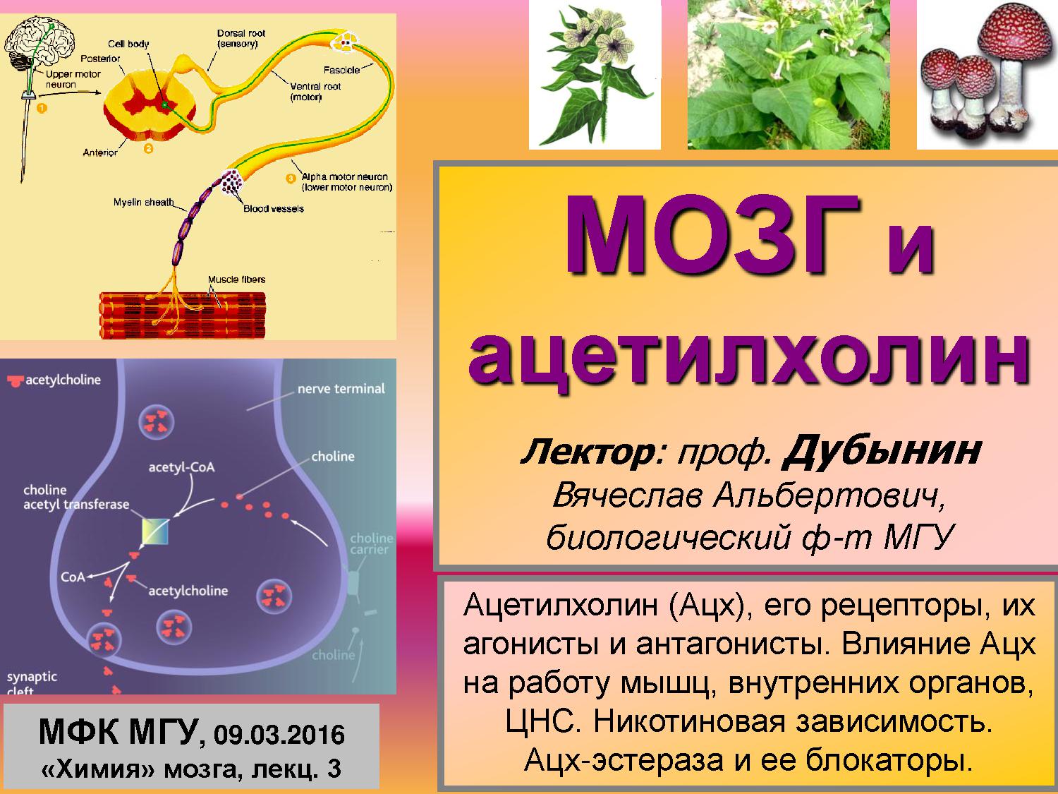 Файлы из библиотеки