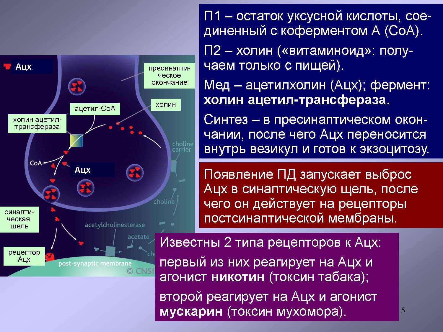 Никотин токсин. АЦХ Рецептор. Синтез АЦХ. Никотиновый Рецептор ацетилхолина. Холиновые рецепторы и никотин.