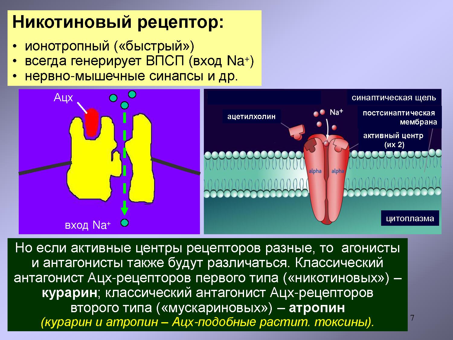 Рецепторами являются. Никотиновый ацетилхолиновый Рецептор строение. Никотиновый и мускариновый Рецептор. Никотиновый Рецептор ионотропный. Никотиновые и мускариновые рецепторы ацетилхолина.