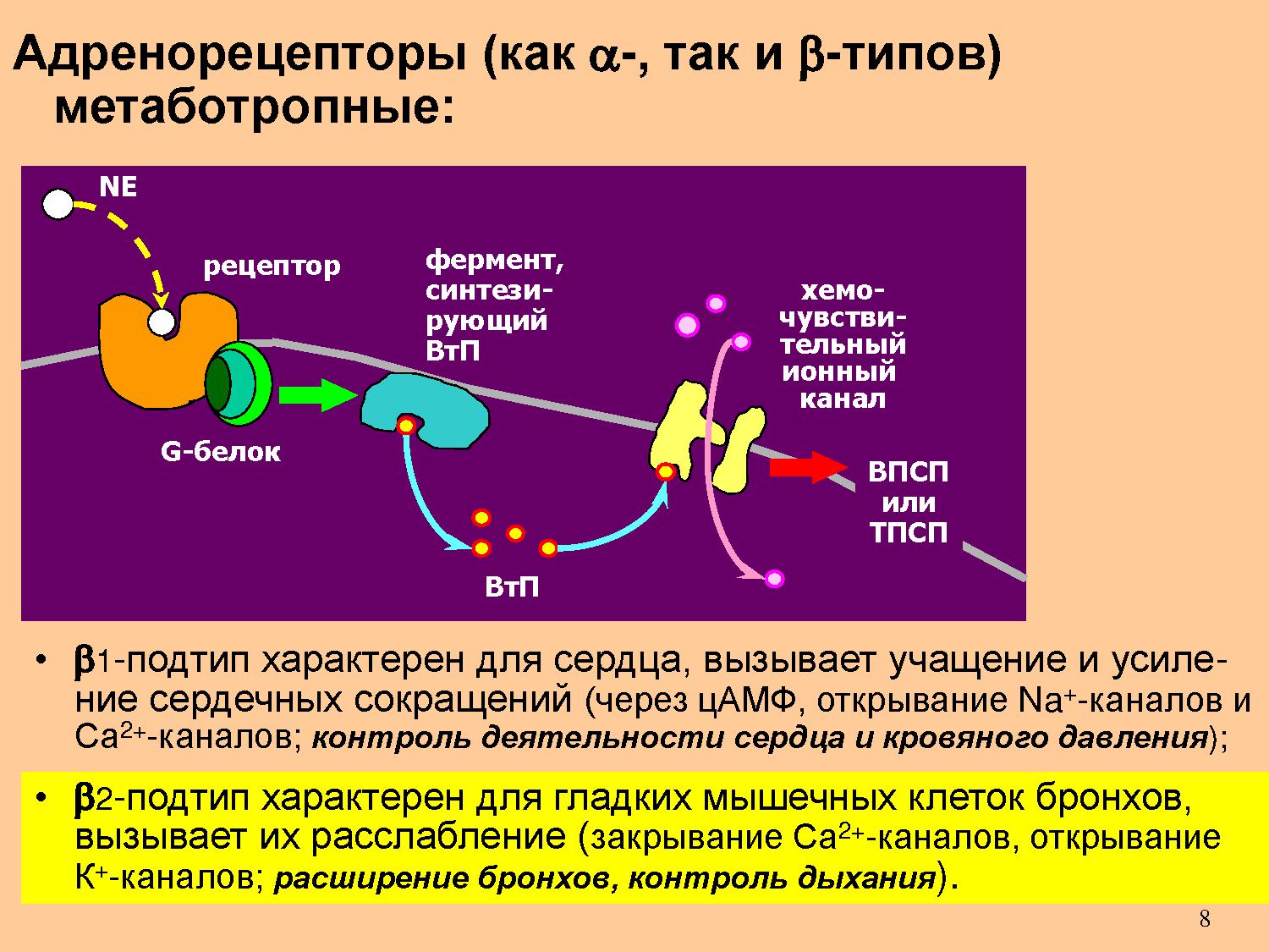 Альфа адренорецепторы. Норадреналин через β2-рецепторы. Бета 2 адренорецепторы механизм. Альфа рецепторы механизм. Бета 2 рецепторы адренорецепторы.