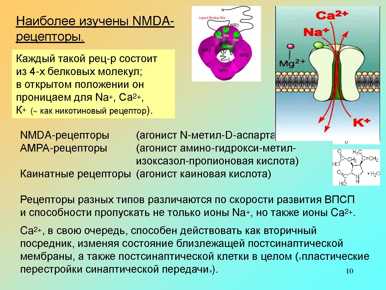 Nmda рецепторы это. NMDA И AMPA рецепторы. Глутаматные NMDA Рецептор. ГАМК И НМДА рецепторы. Агонисты NMDA рецепторов.