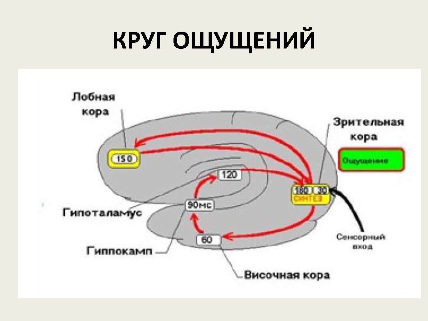 Геометрические основания архитектуры и картина мира