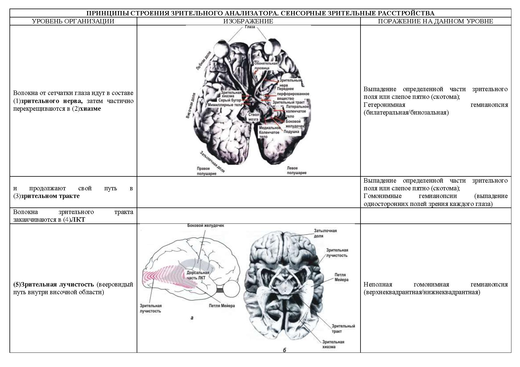 Принципы строения зрительного анализатора. Сенсорные зрительные  расстройства | Дефектология Проф