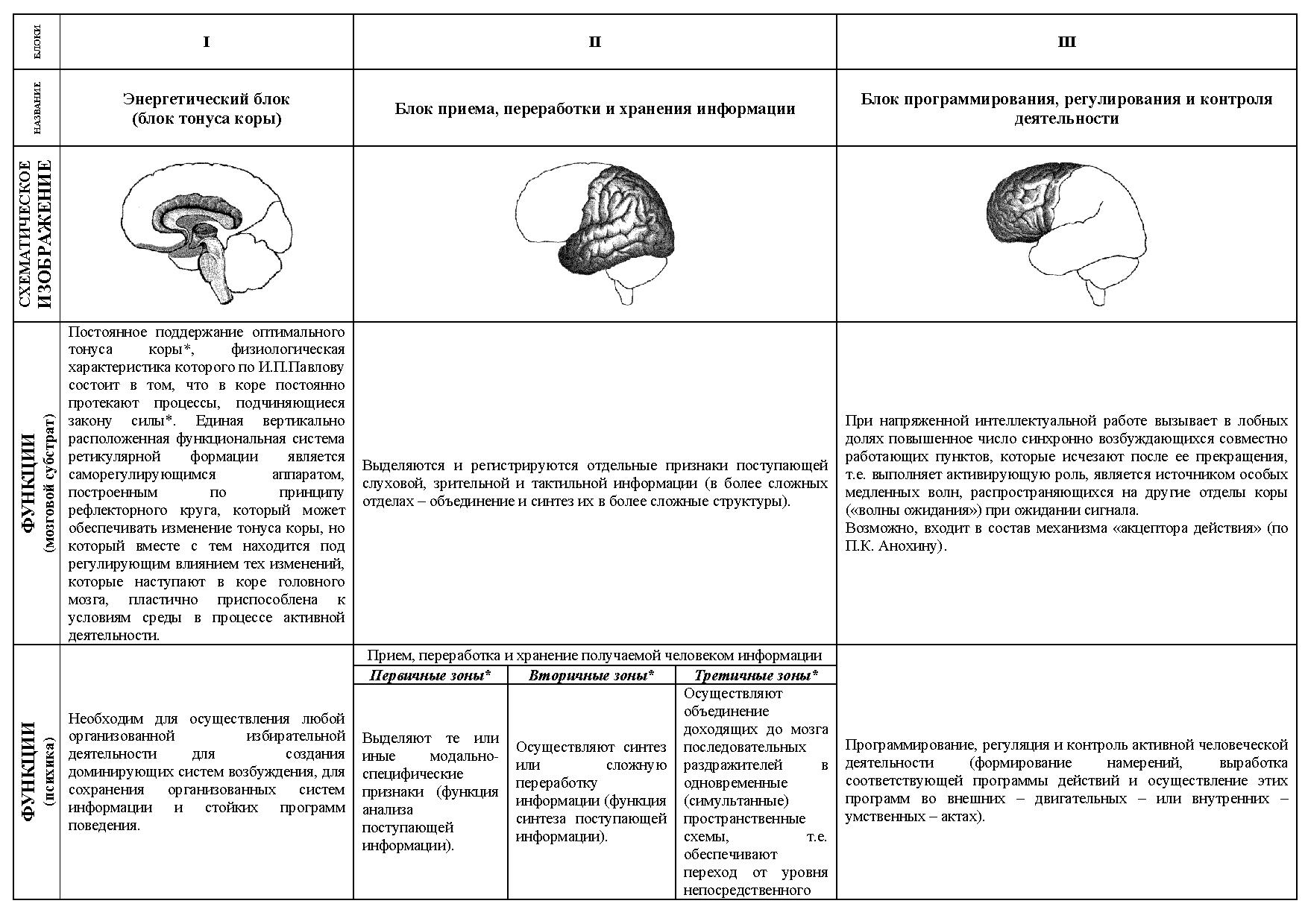 Функциональные блоки лурия. Блоки мозга по Лурия 3 блок. 1 Блок головного мозга по Лурия функции.