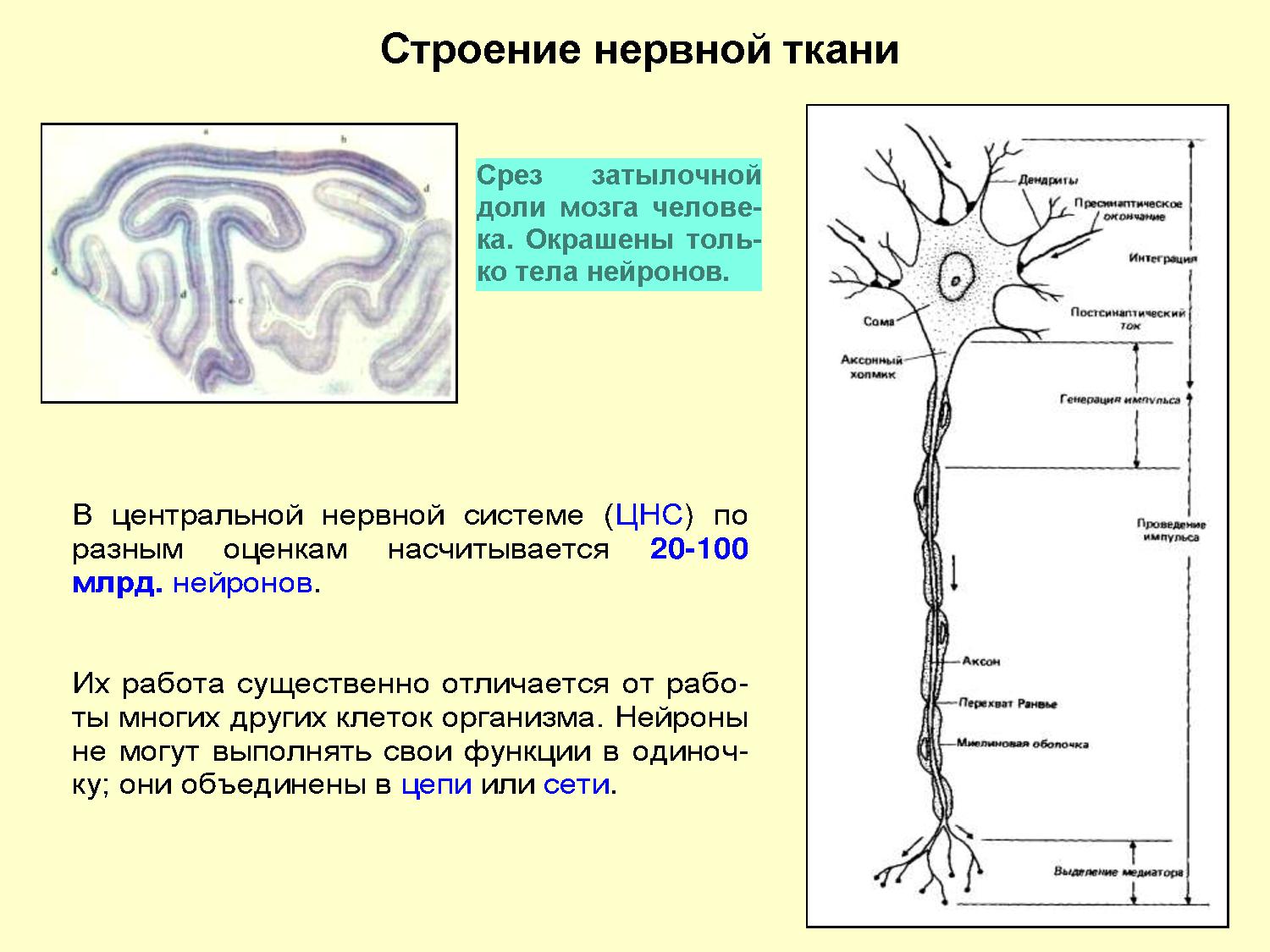Особенности строения нервных клеток. Нервная ткань строение и функции. Нервная ткань строение и функции нейрона. Таблица по нервной ткани. План строения нервной ткани.