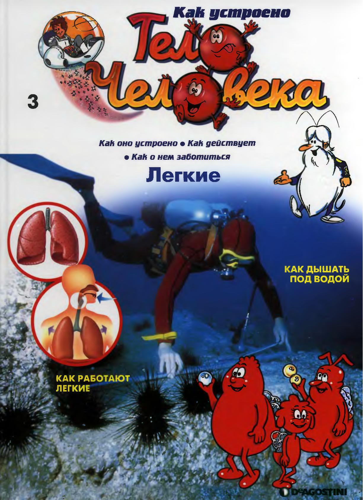 Тело человека. Легкие