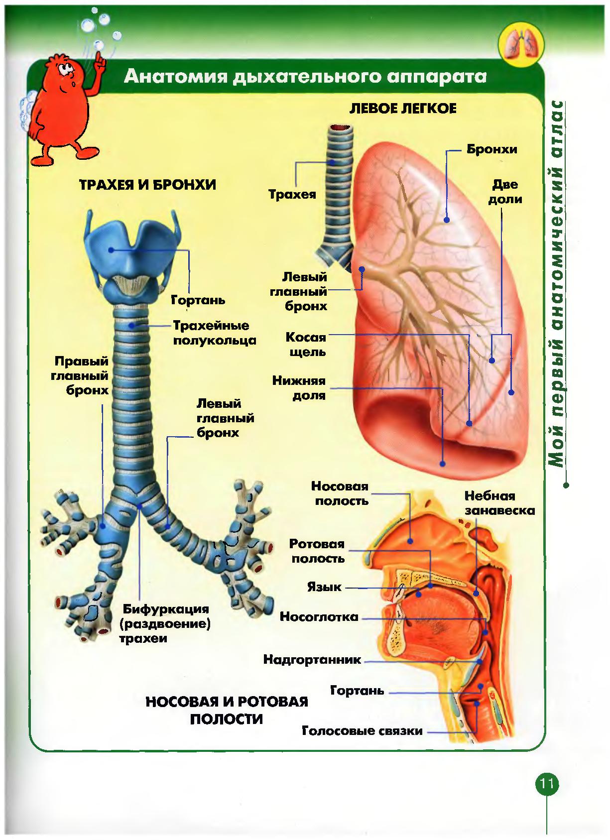 Анатомия дыхательной системы нос гортань трахея бронхи легкие