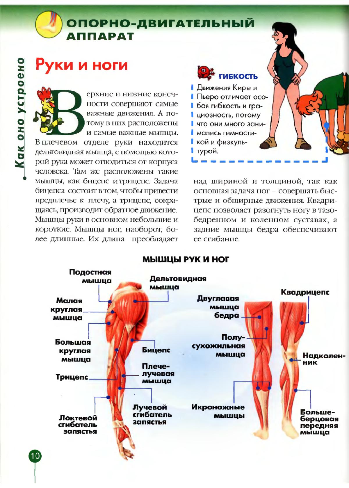 Двуглавая мышца бедра выполняет функцию