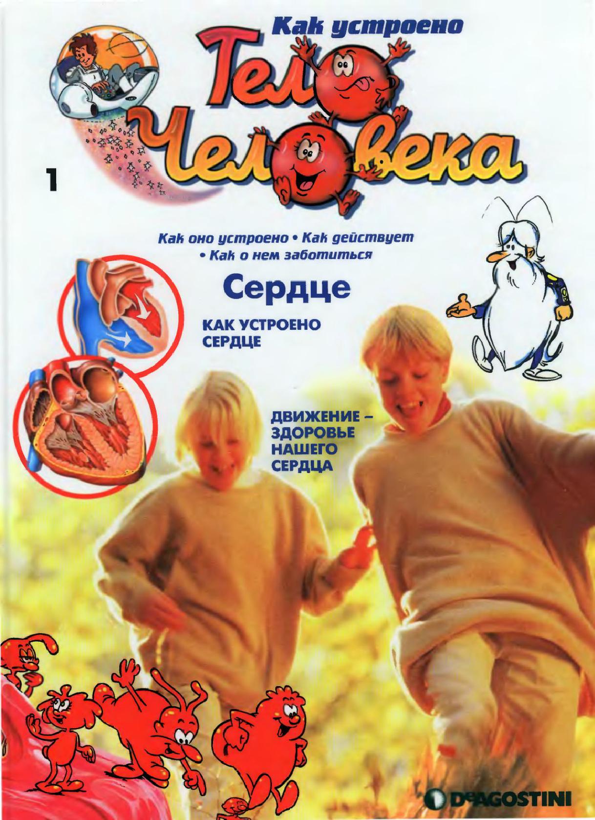 Тело человека. Сердце