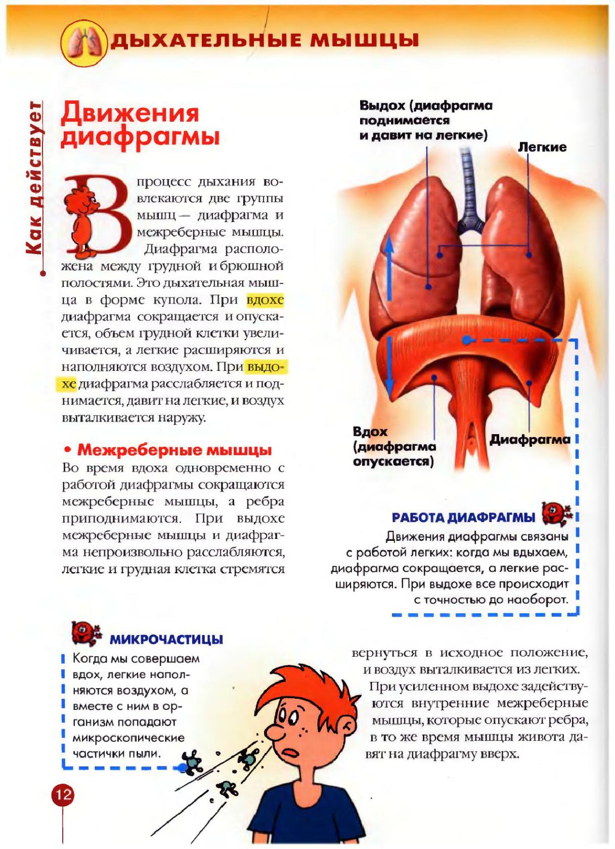 Давит на легкие. Диафрагма давит на легкие. Желудок давит на легкие. Мускул свой дыхание и тело.