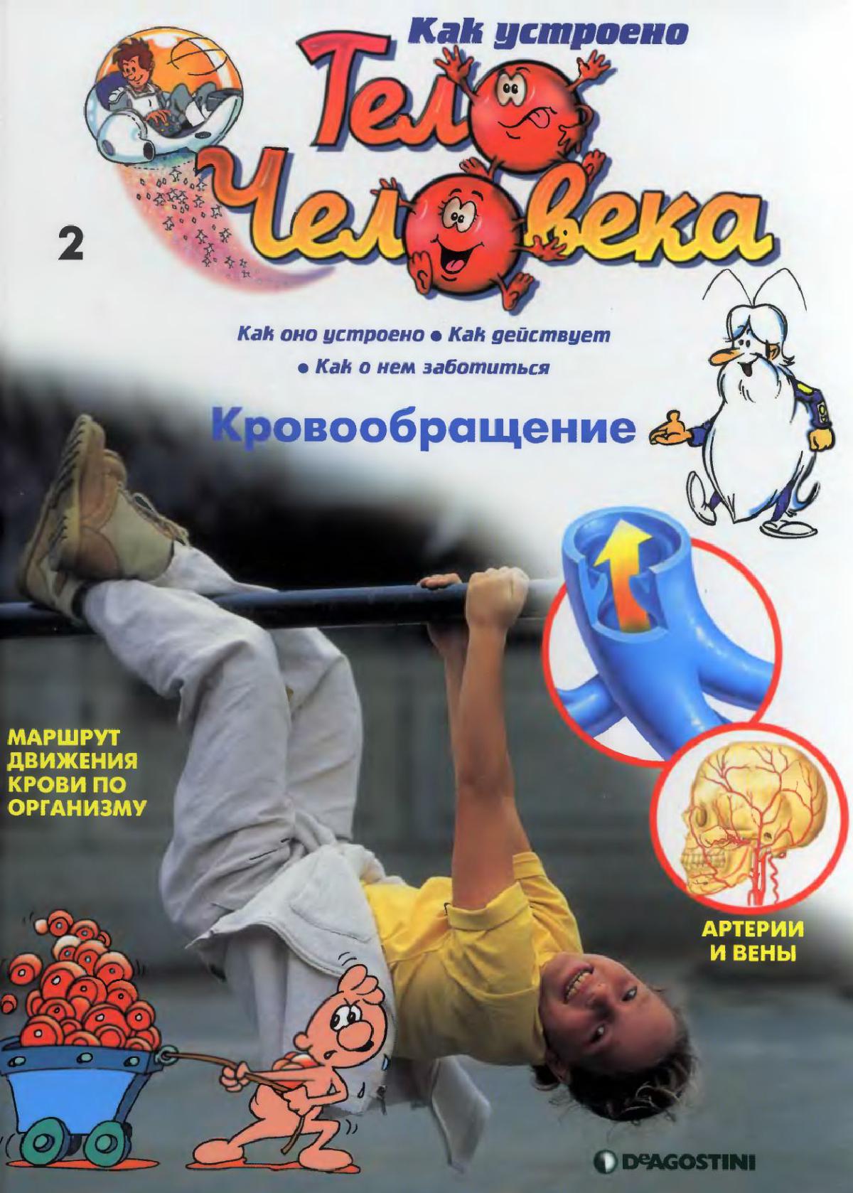 Тело человека. Кровообращение